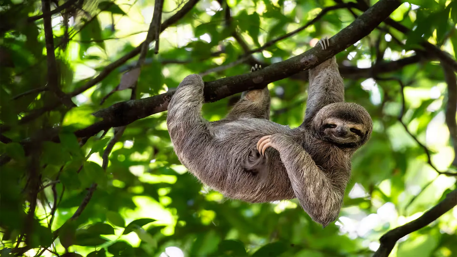 Sloth Tour
